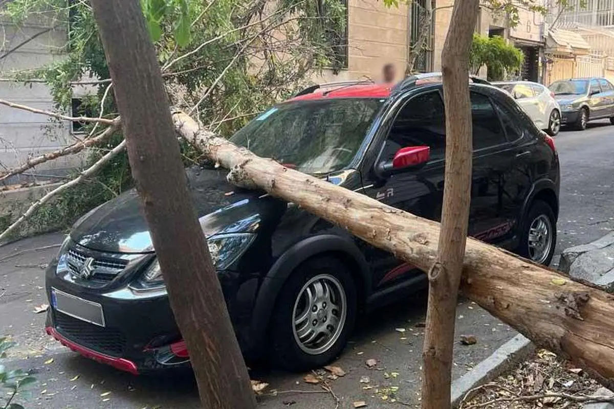 مطالبه خسارت از شهرداری در صورت سقوط درخت روی ماشین در خیابان